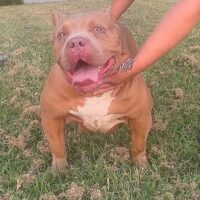 COAKS GOLDIE LOC