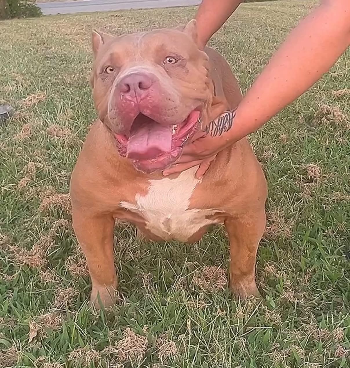 Dog Featured Image