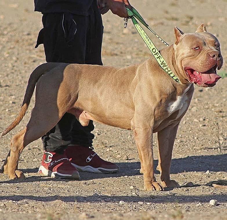 Dog Featured Image