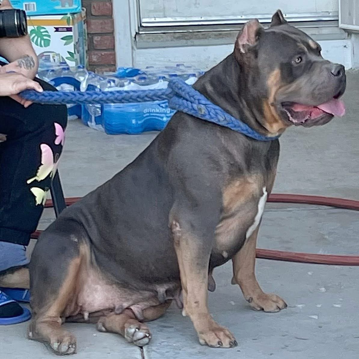 Dog Featured Image