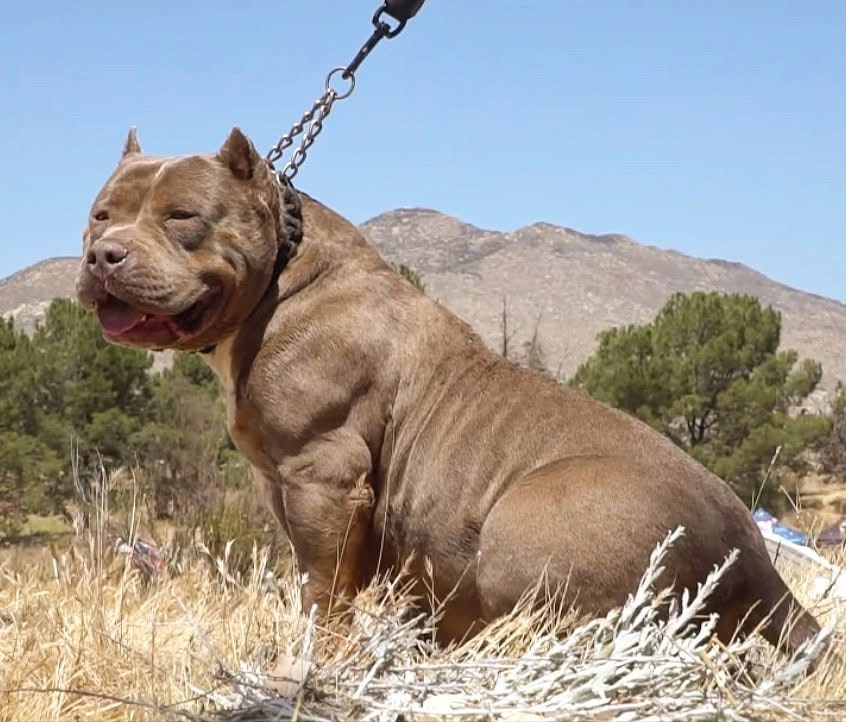 Dog Featured Image