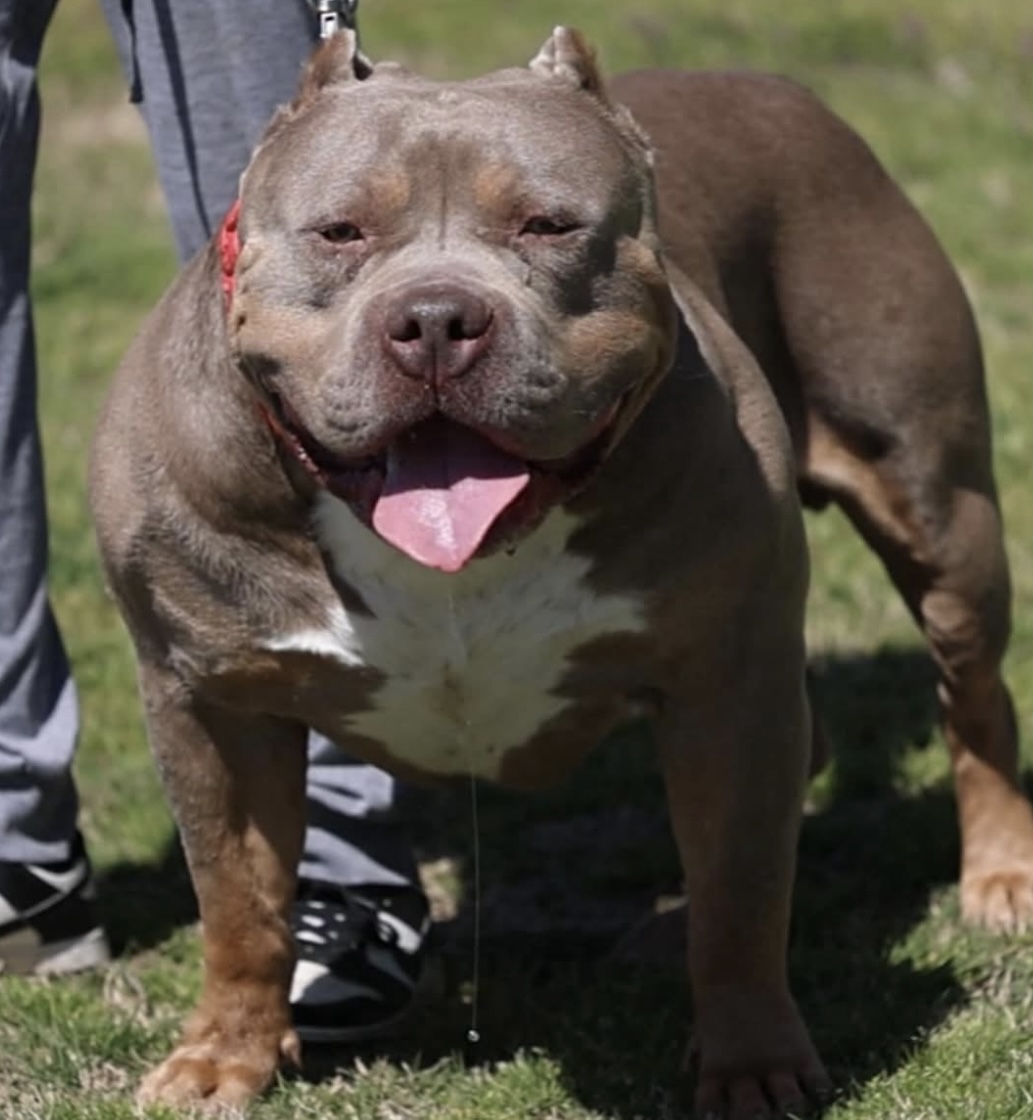 Dog Featured Image