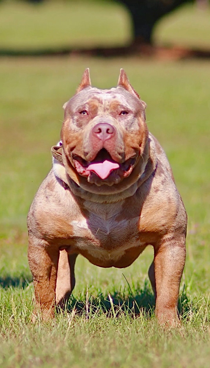 Dog Featured Image