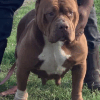Dog Featured Image