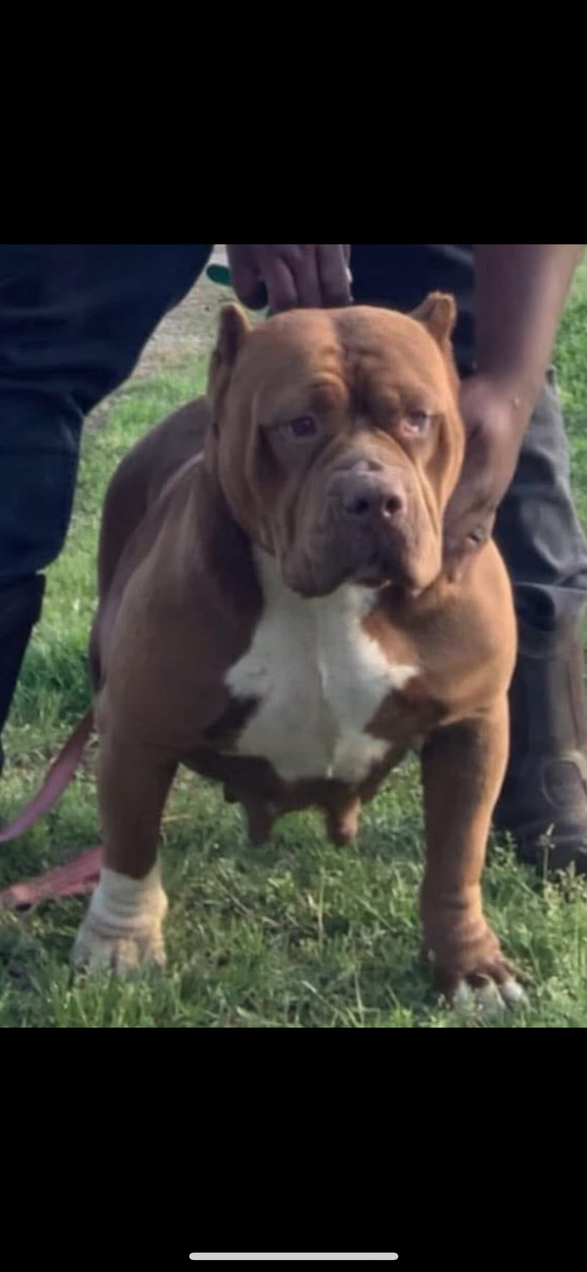Dog Featured Image