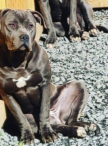 Dog Featured Image