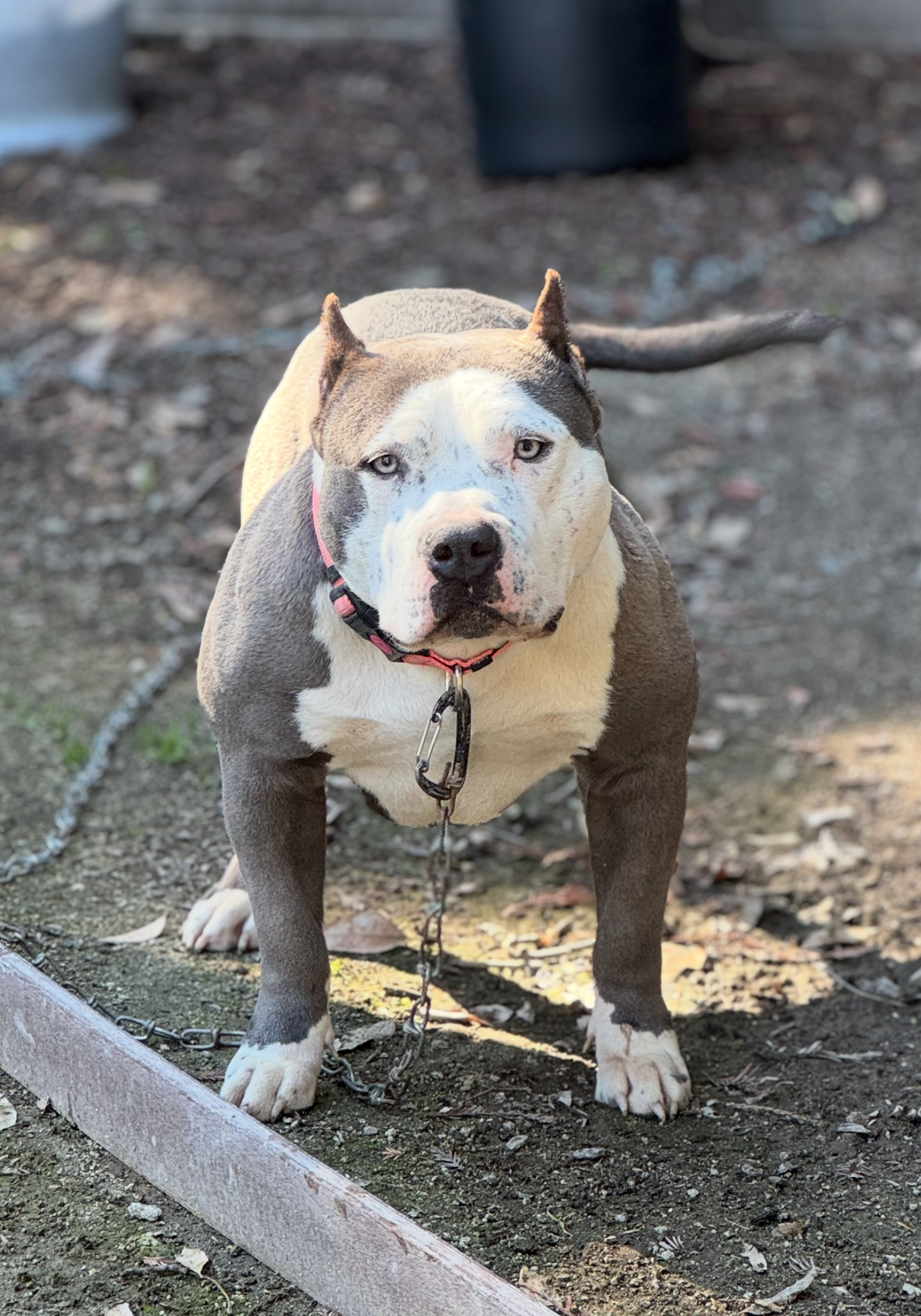 Dog Featured Image