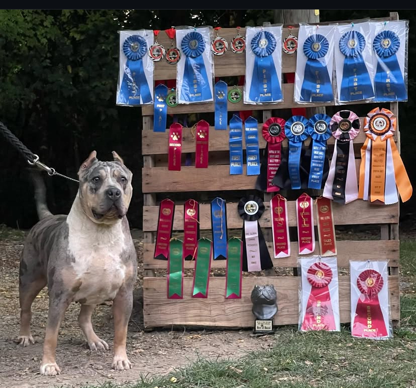 Dog Featured Image