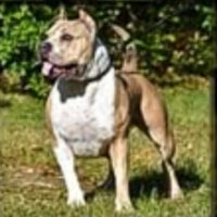 Desirabulls Luna