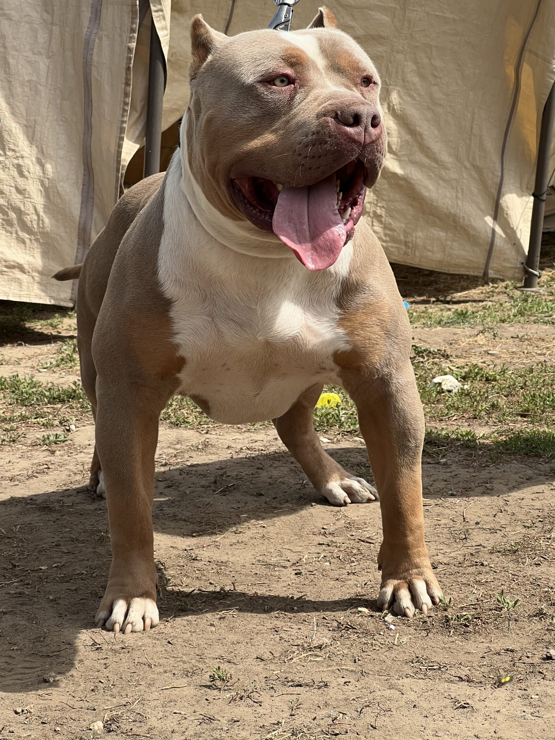 Dog Featured Image