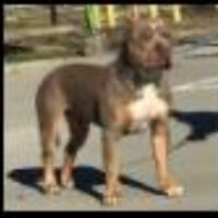 Muddy Water Bullies Ramsey