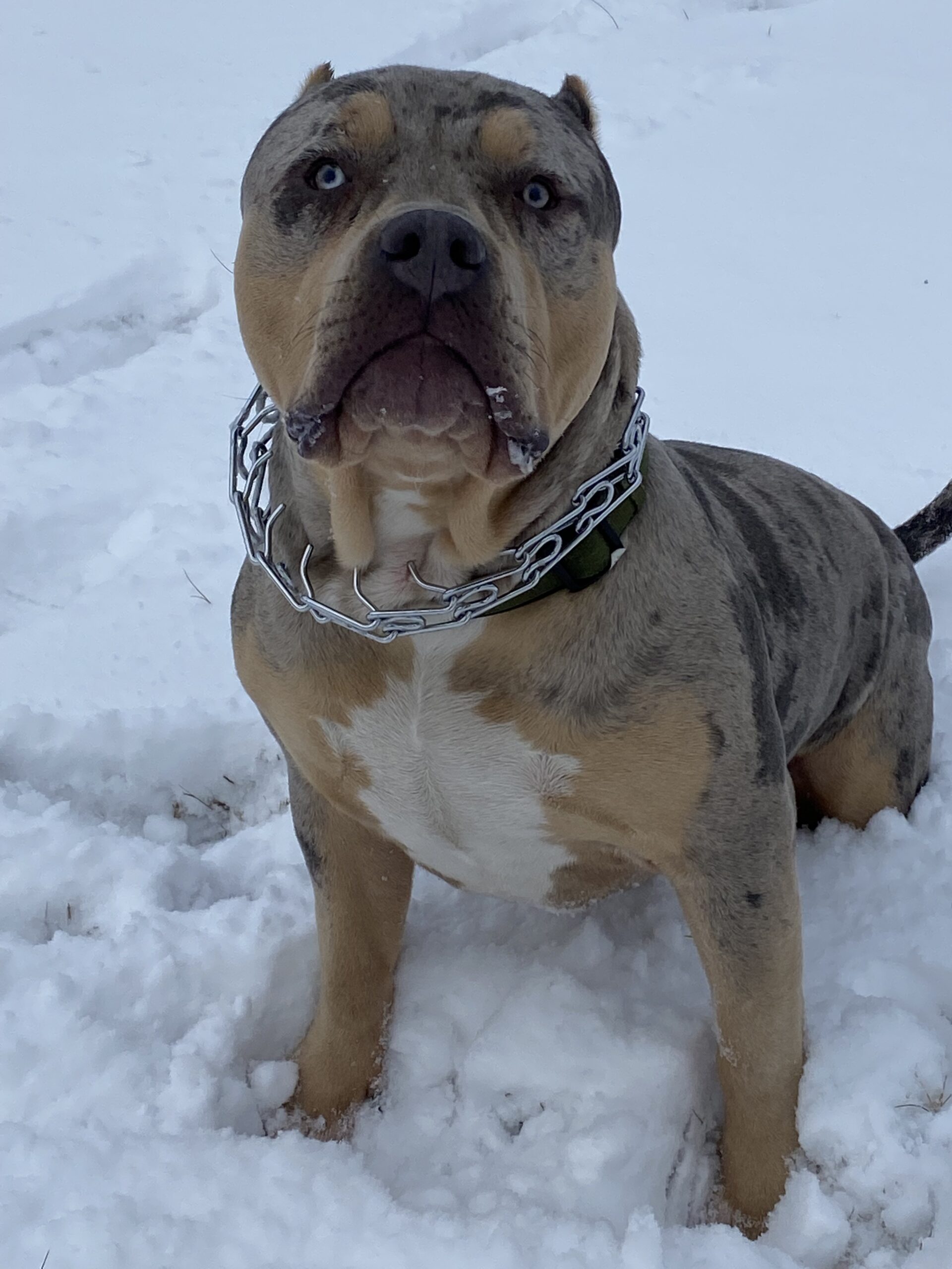 Dog Featured Image