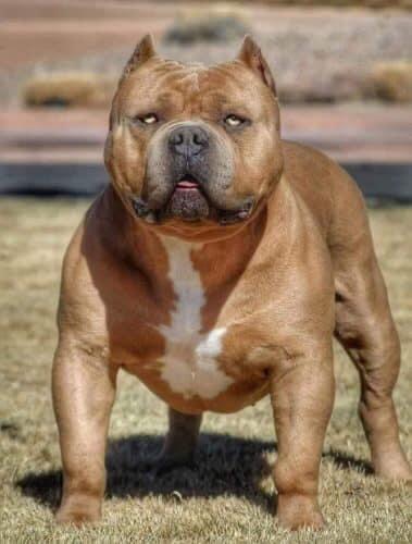 Dog Featured Image