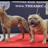 Top breeder on the way