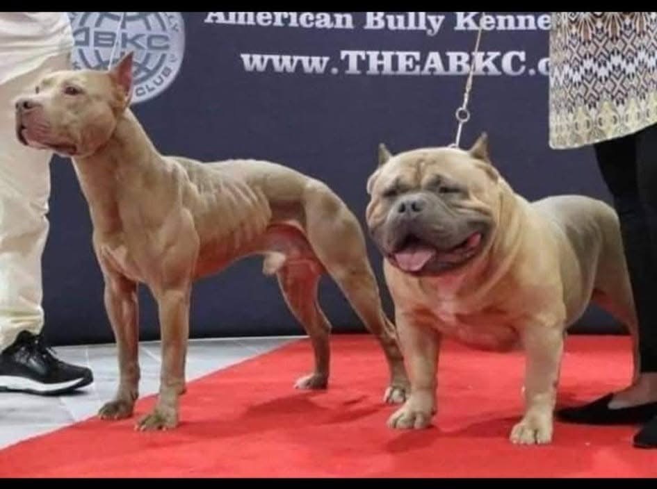 Dog Featured Image