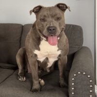 ELITEMONSTERKENNELS SATINE