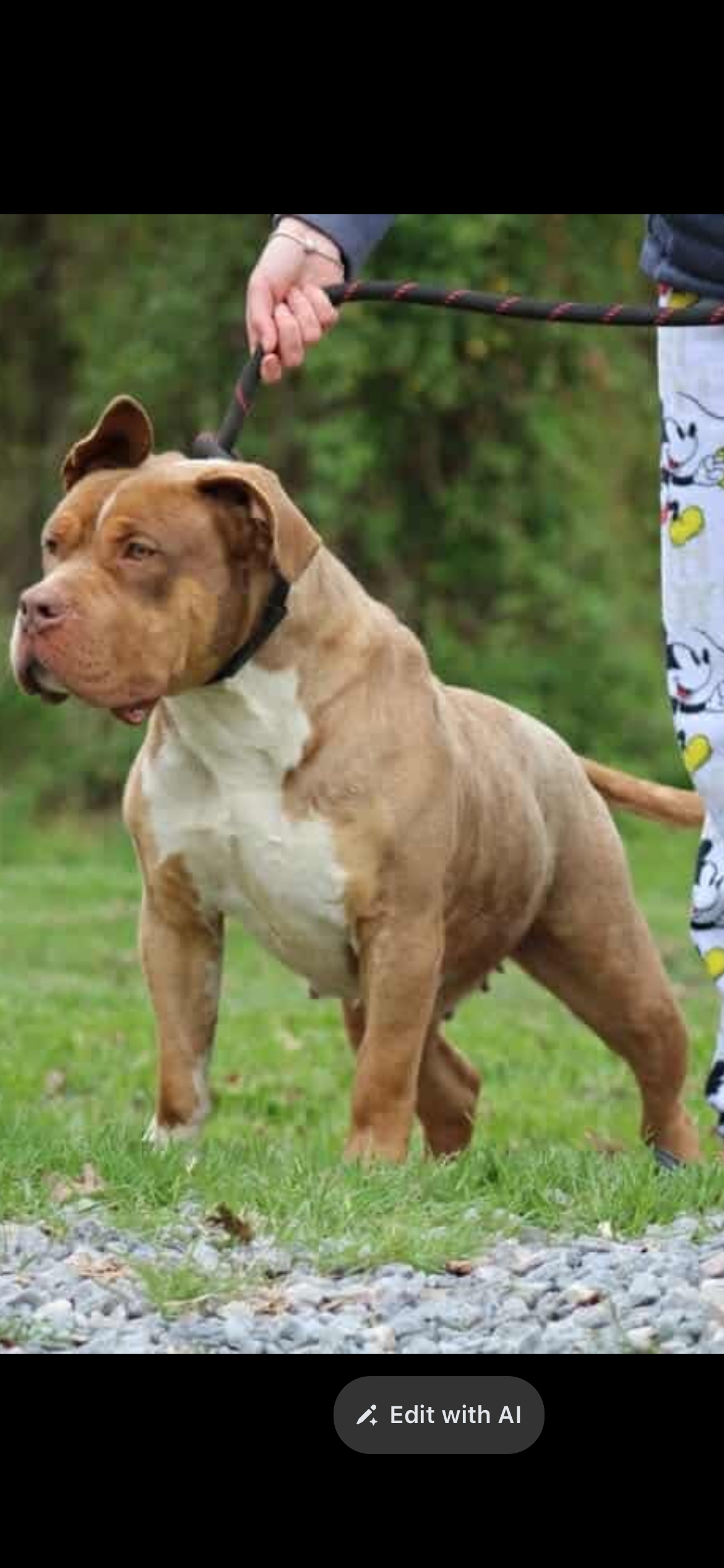 Dog Featured Image