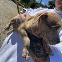 SBK’S pup 7
