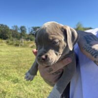 SBK’S pup 9
