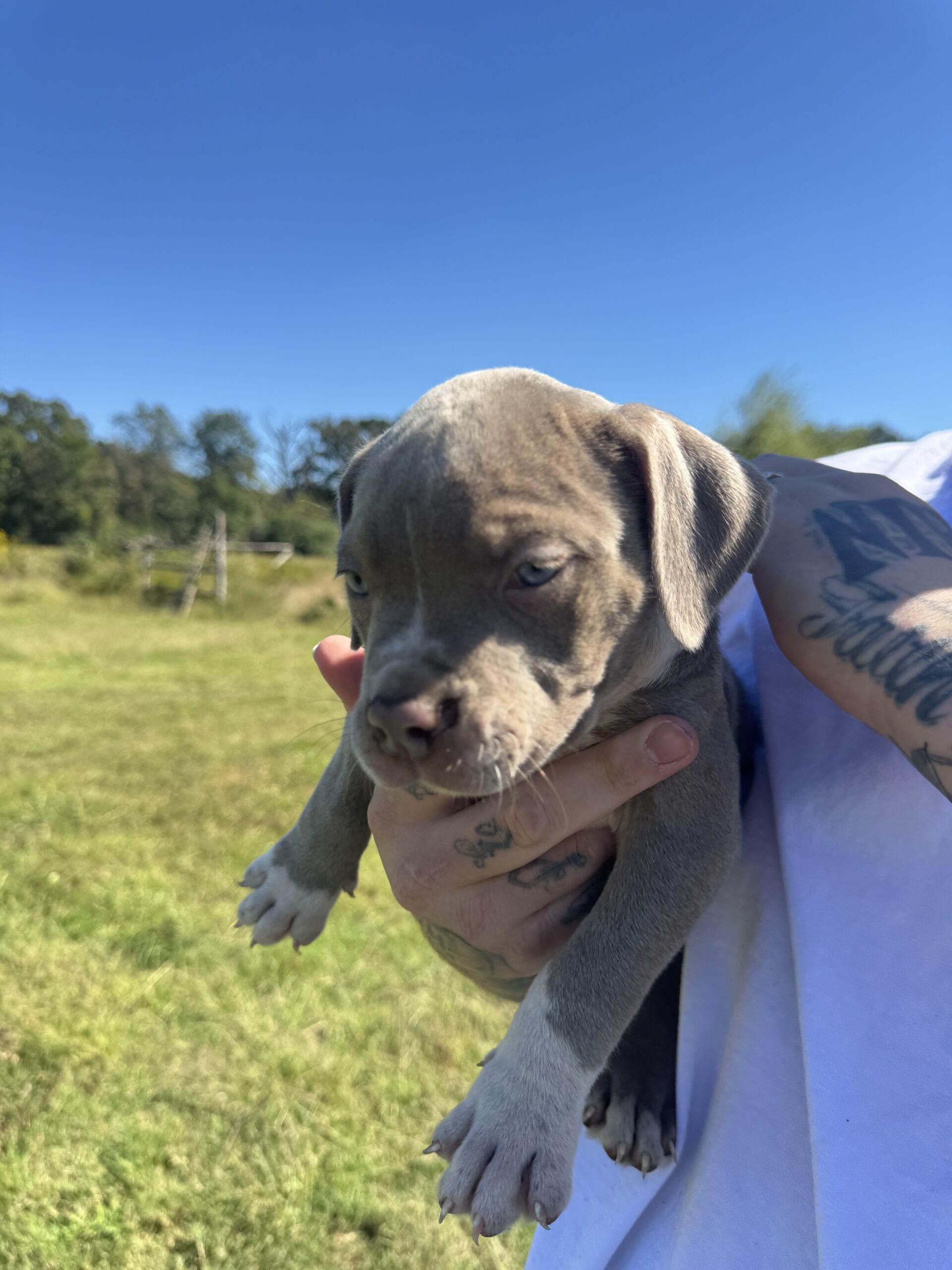 Dog Featured Image