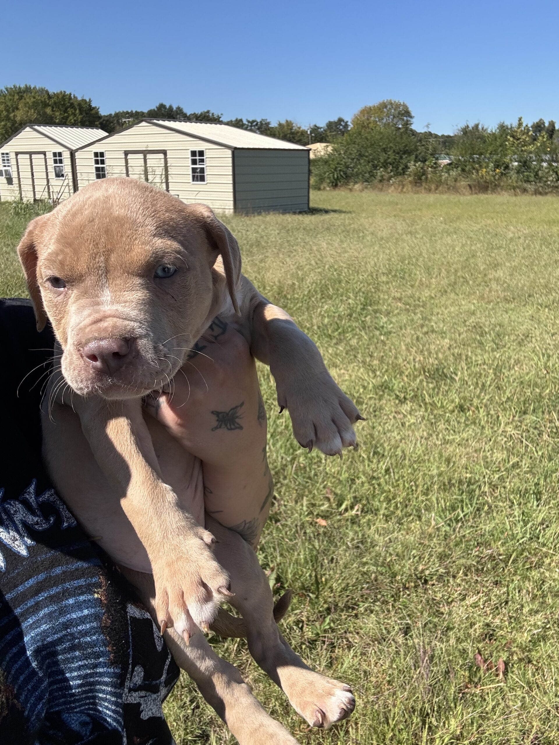 Dog Featured Image