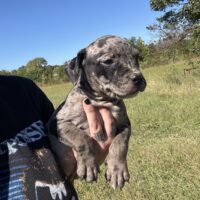 SBK’S pup 6
