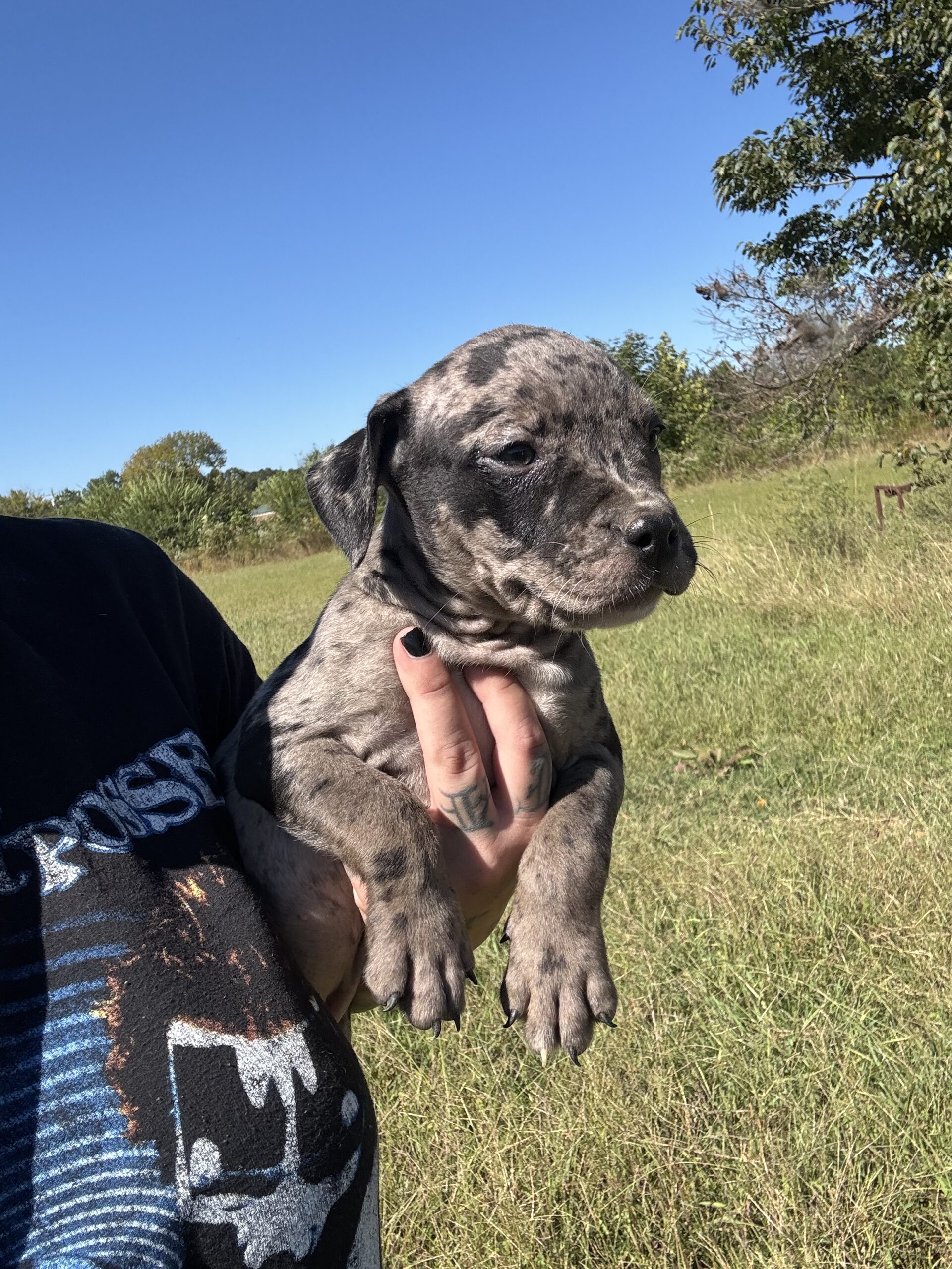 Dog Featured Image