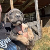 SBK’S pup 2