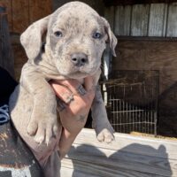 SBK’S pup