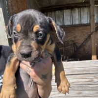 SBK’S pup 5