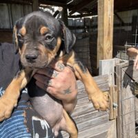 SBK’S pup 4
