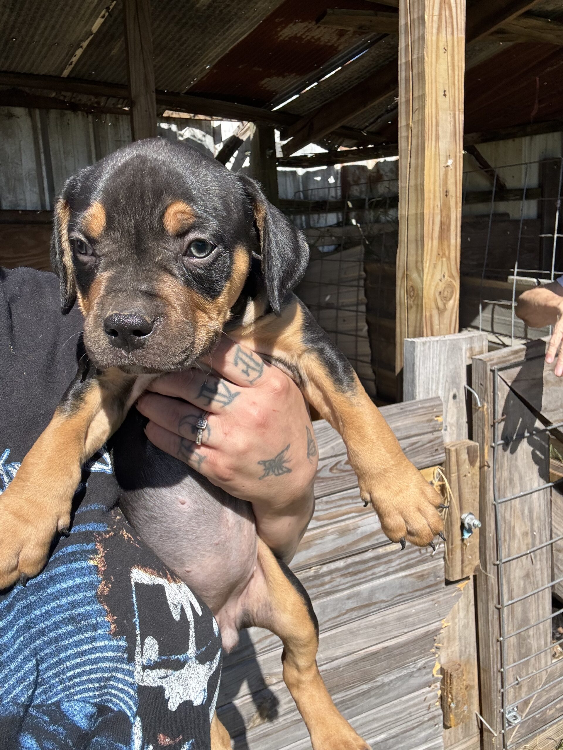 Dog Featured Image