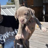 SBK’S pup 3