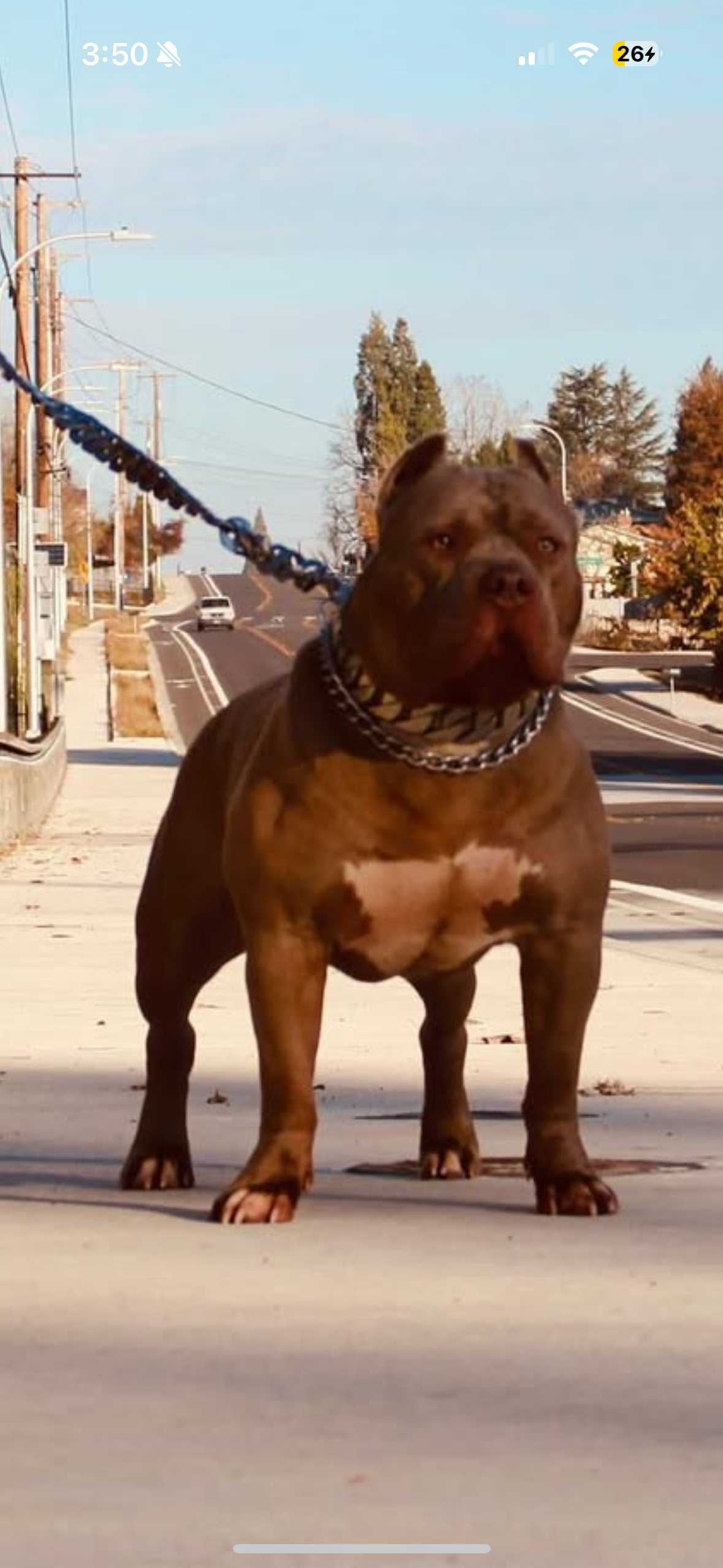 Dog Featured Image