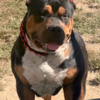 Dog Featured Image