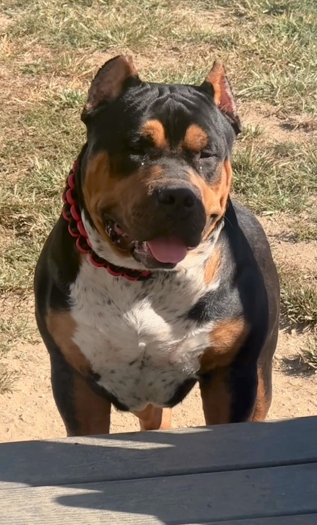 Dog Featured Image