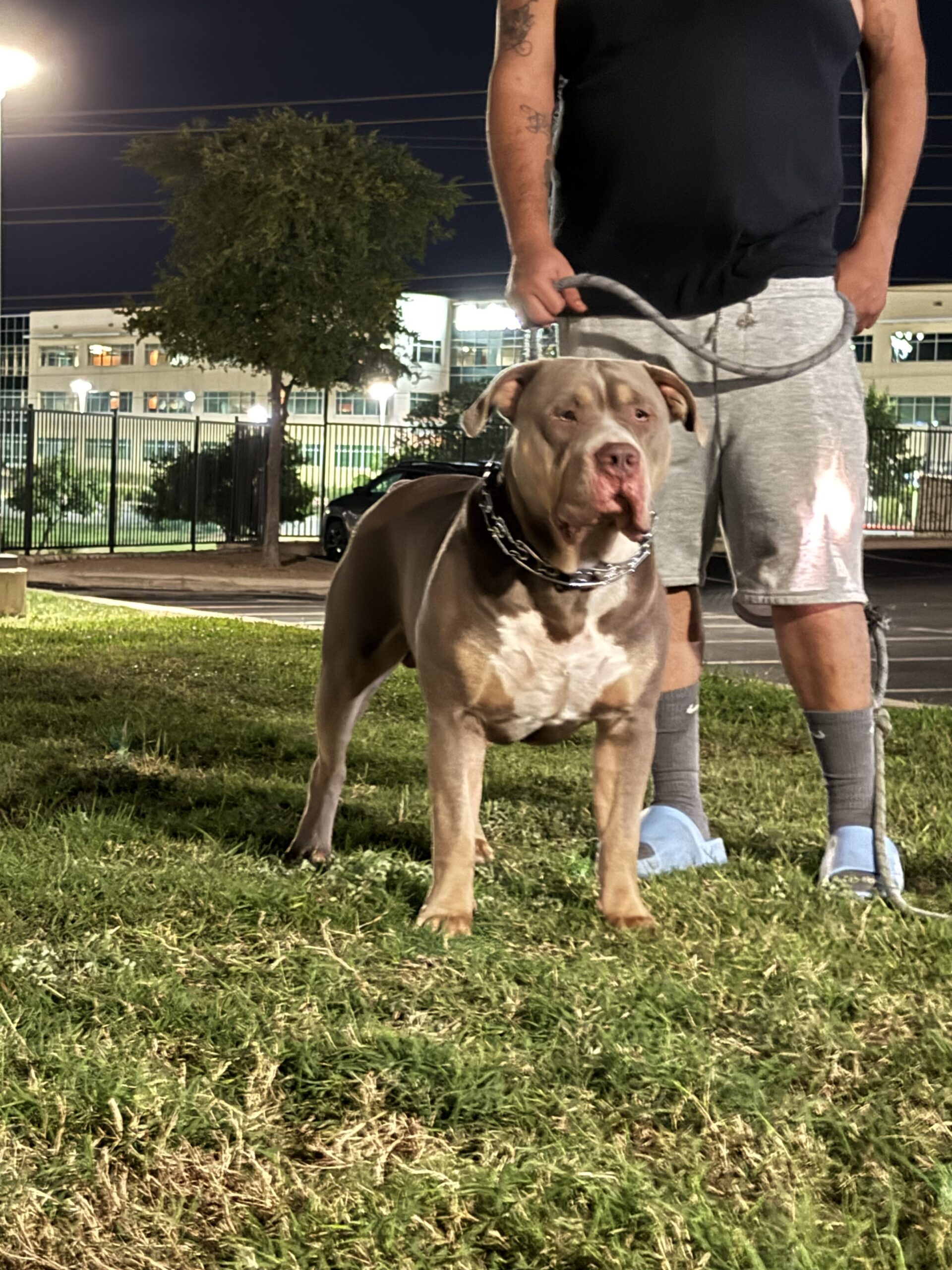 Dog Featured Image