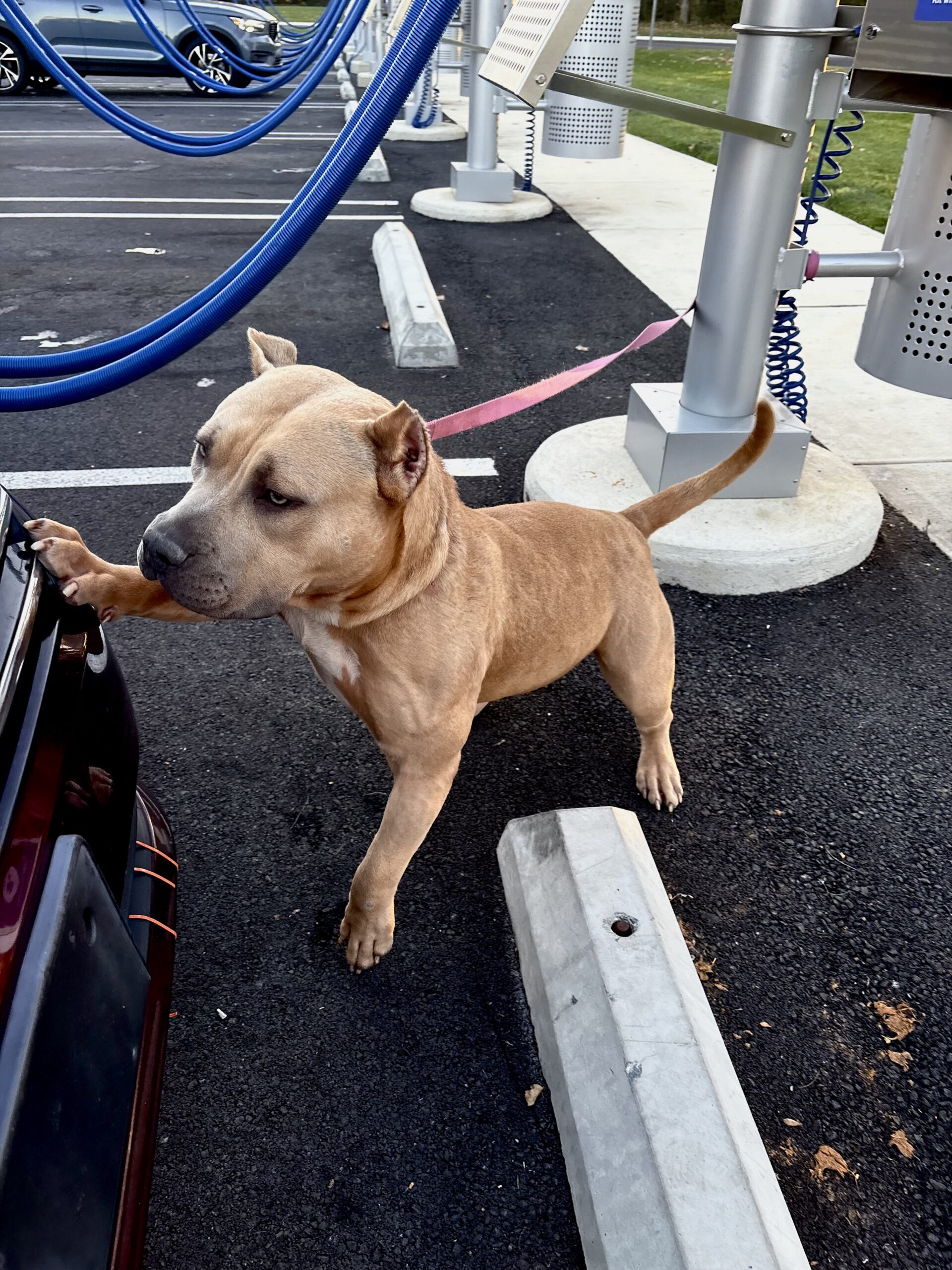 Dog Featured Image