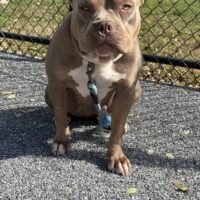 Dog Featured Image