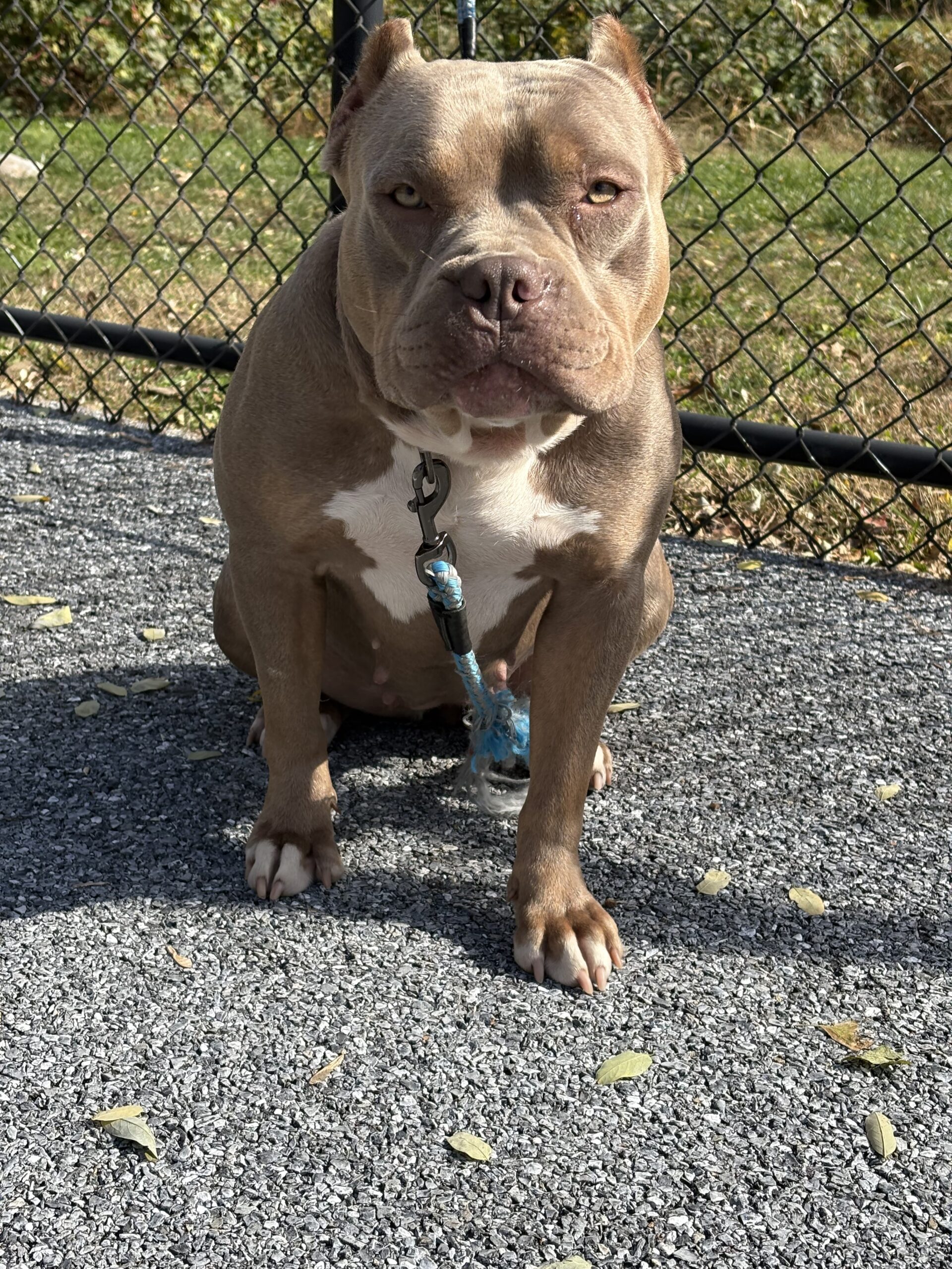 Dog Featured Image