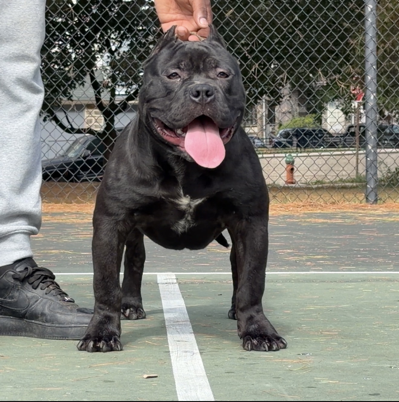 Dog Featured Image