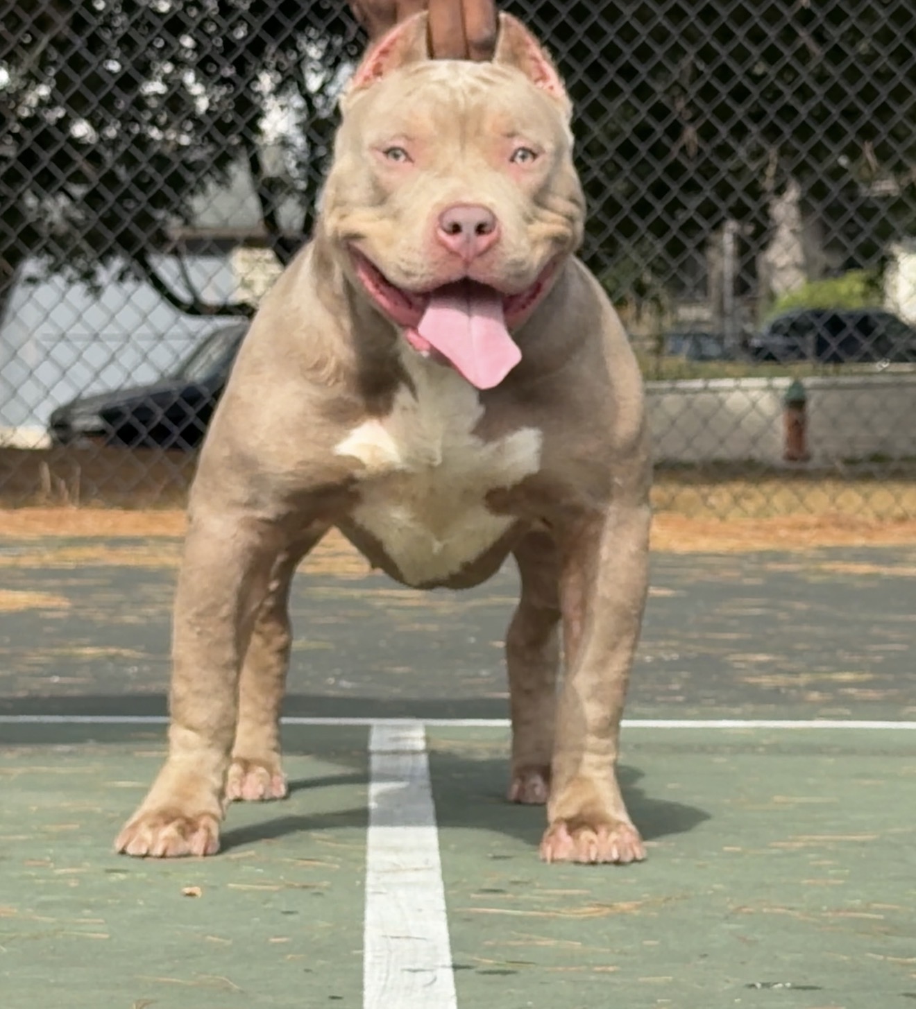 Dog Featured Image
