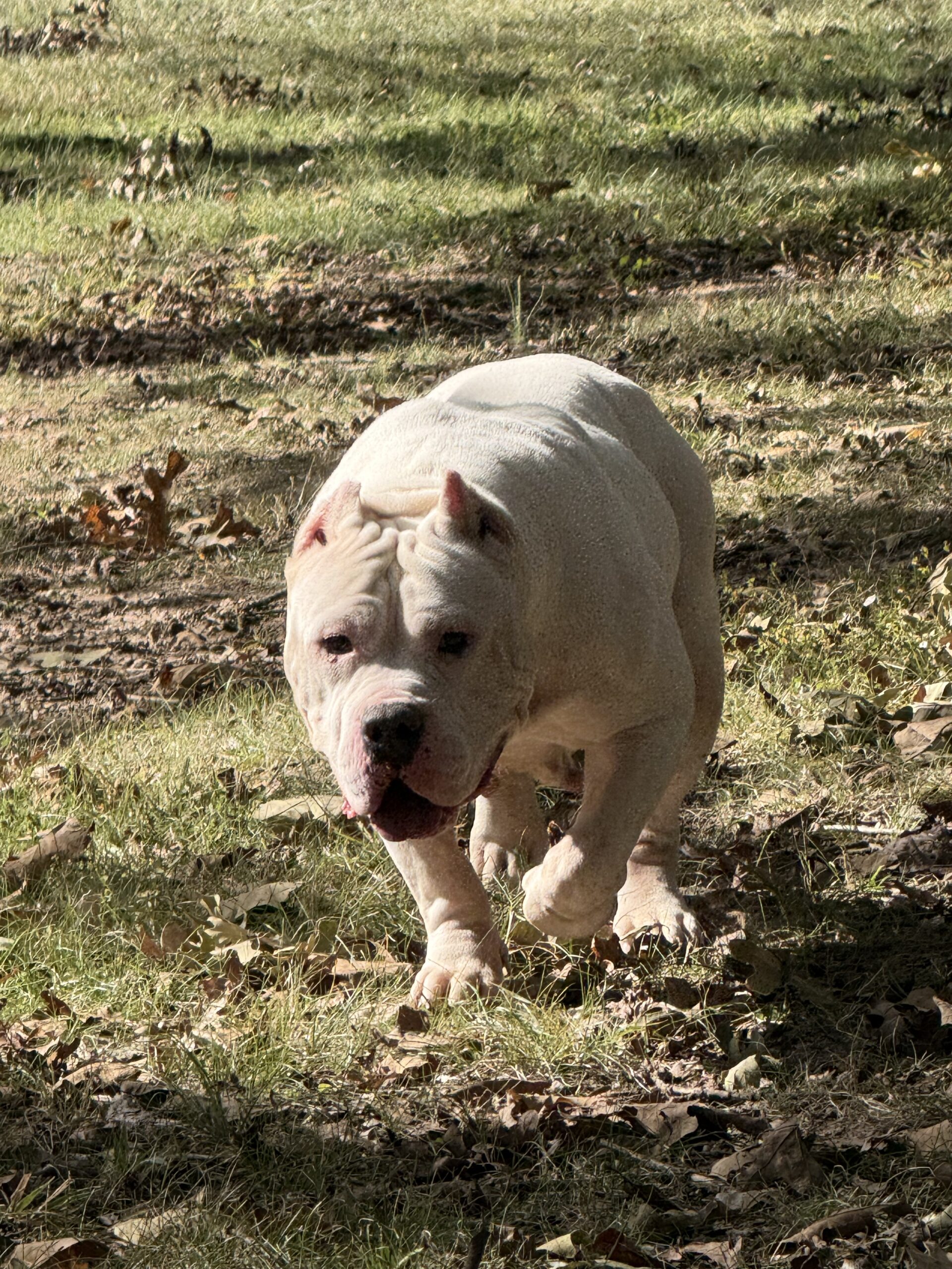 Dog Featured Image