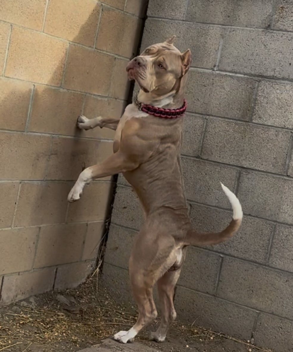 Dog Featured Image