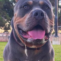 FIGGS BULLYS VEGAS