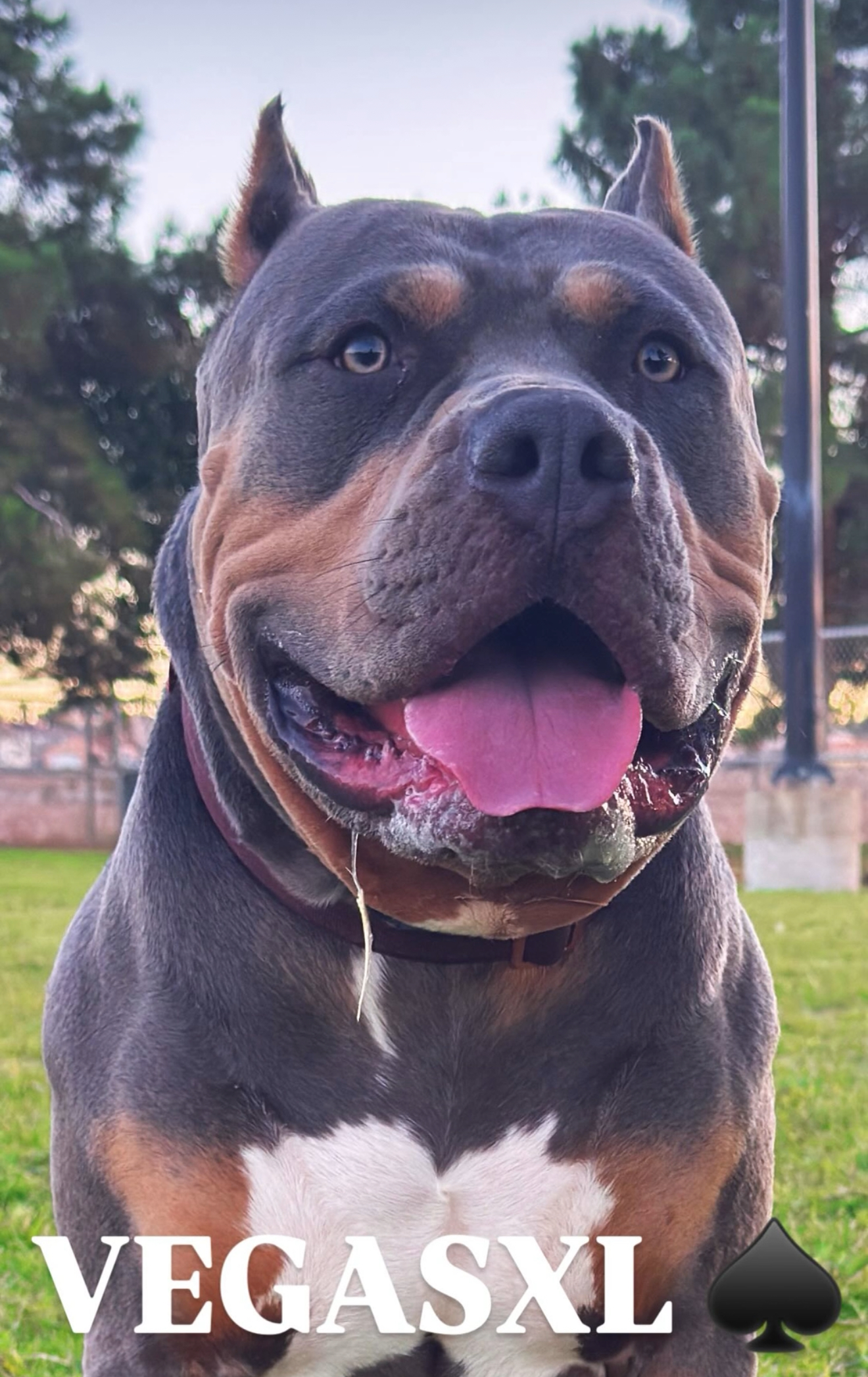 Dog Featured Image