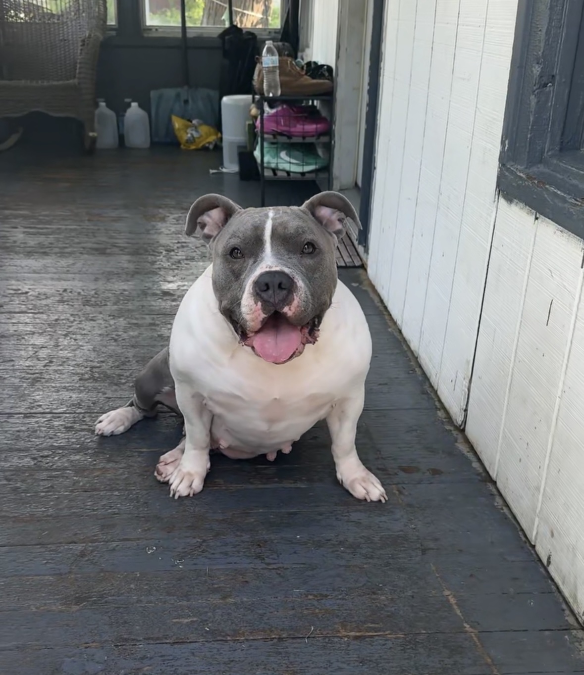 Dog Featured Image