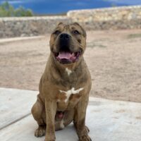 King Ragnar Merica Bully Kennels