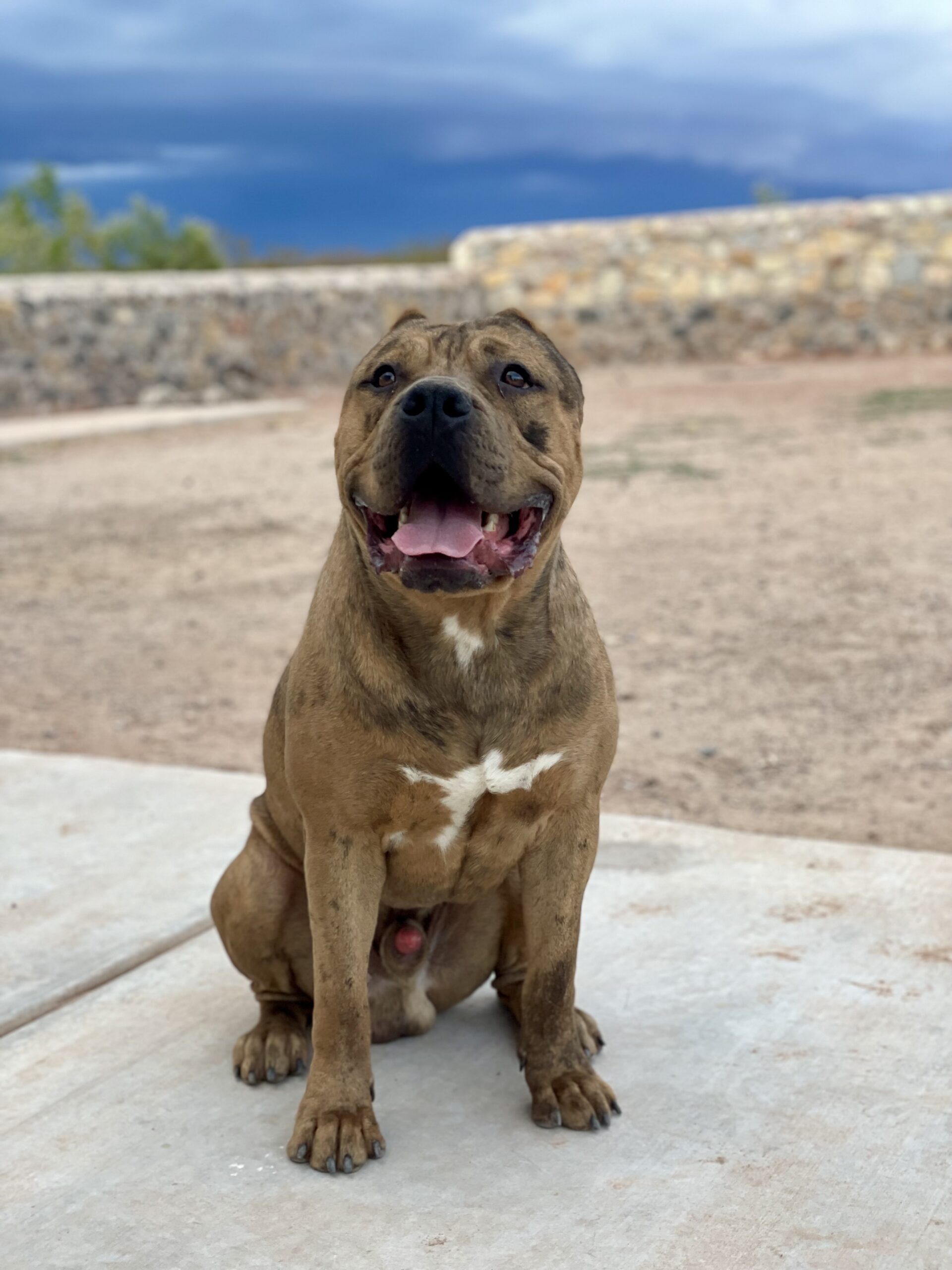 Dog Featured Image