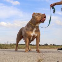 VVS Latto of Big Dill Bullies
